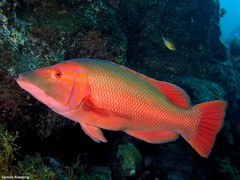 Bodianus scrofa