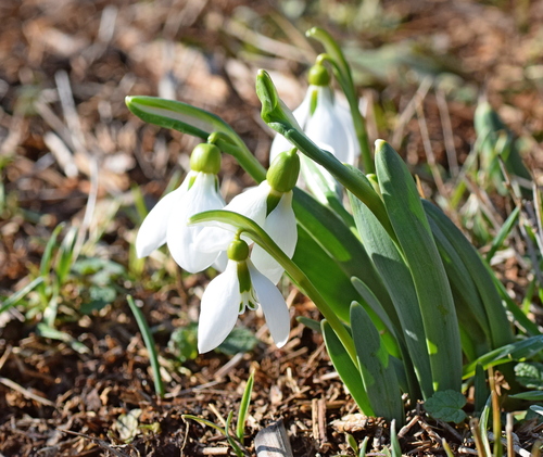 Galanthus elwesii