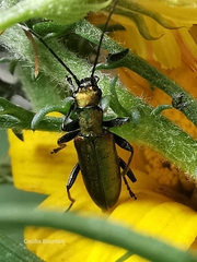 Chrysanthia reitteri