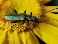 Chrysanthia reitteri