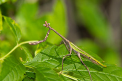 Pseudovates chlorophaea