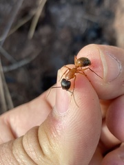 Camponotus semitestaceus