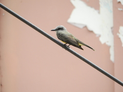 Tyrannus melancholicus