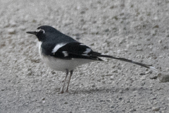 Enicurus schistaceus