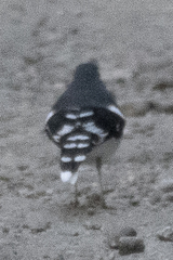 Enicurus schistaceus