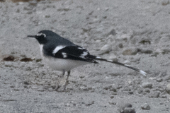 Enicurus schistaceus