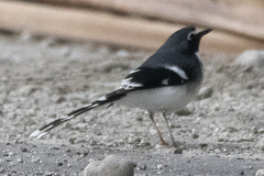 Enicurus schistaceus