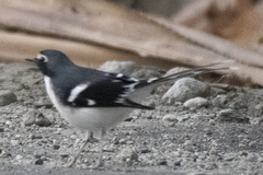 Enicurus schistaceus