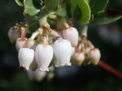 Arctostaphylos nevadensis