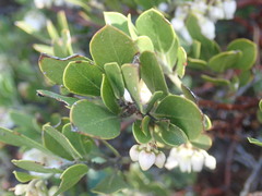 Arctostaphylos nevadensis