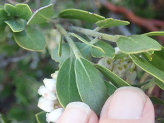 Arctostaphylos nevadensis