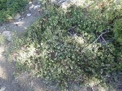 Arctostaphylos nevadensis