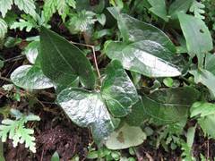Asarum caudigerum