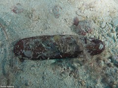 Leiosolenus aristatus