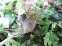 Asarum caudigerum