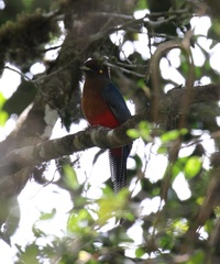 Apaloderma vittatum
