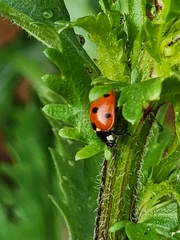 Coccinella septempunctata