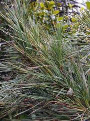Dracophyllum arboreum