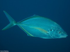Pseudocaranx dentex