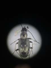 Bembidion inaequale