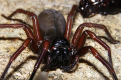 Pireneitega