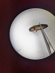 Nitidolimonius resplendens