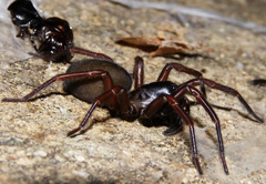 Pireneitega
