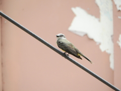 Tyrannus melancholicus