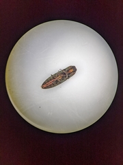 Nitidolimonius resplendens