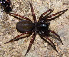 Pireneitega
