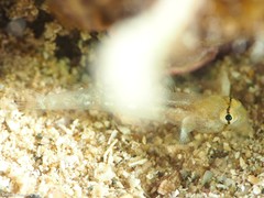 Gnatholepis thompsoni