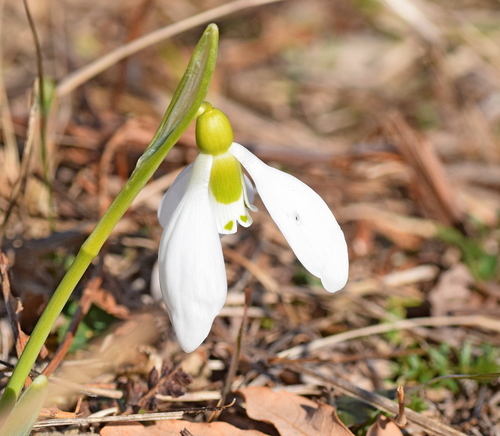 Galanthus elwesii