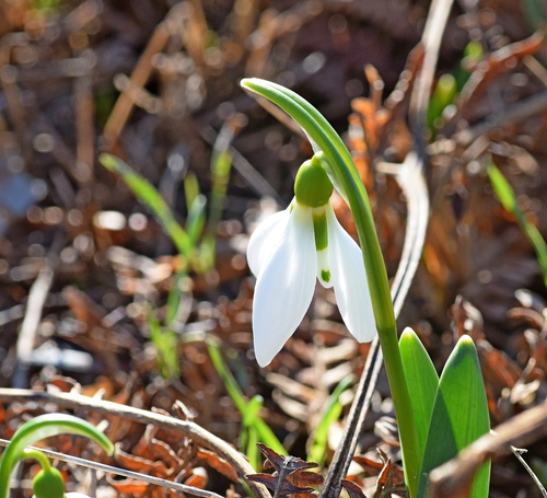 Galanthus elwesii