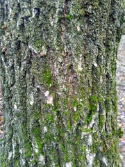 Quercus