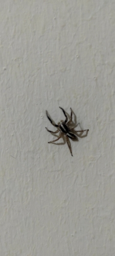Pantropical Jumping Spider