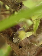 Holcostethus albipes