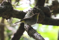 Phylloscopus ruficapilla