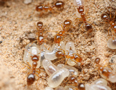 Solenopsis validiuscula