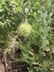 Clematis hirsutissima