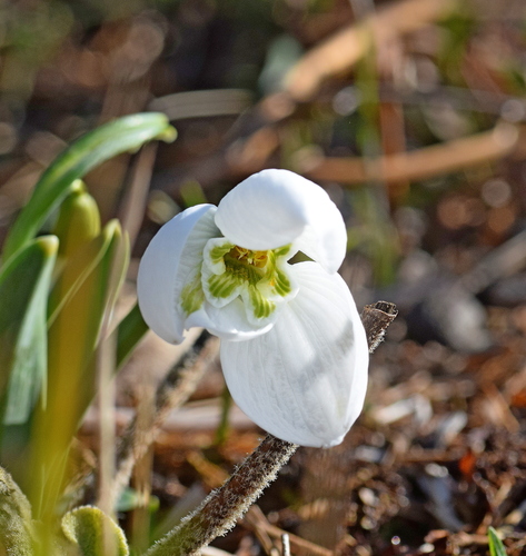 Galanthus elwesii