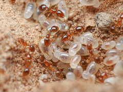 Solenopsis validiuscula
