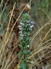 Moluccella spinosa