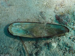 Leiosolenus aristatus