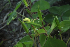 Oxalis obtriangulata