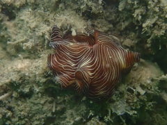 Pseudobiceros fulgor