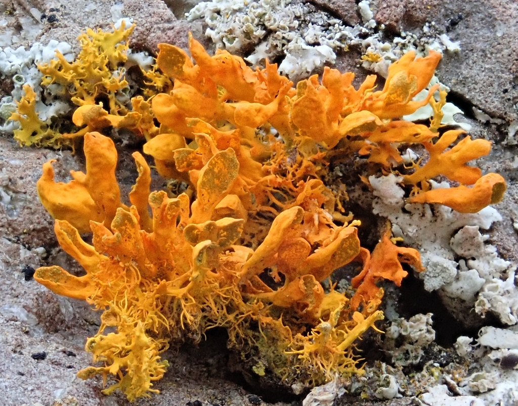 Teloschistes velifer