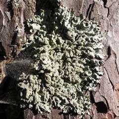 Hypogymnia farinacea