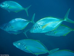 Pseudocaranx dentex