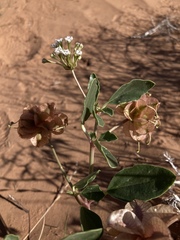 Tripterocalyx carneus