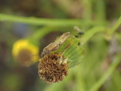 Nysius senecionis